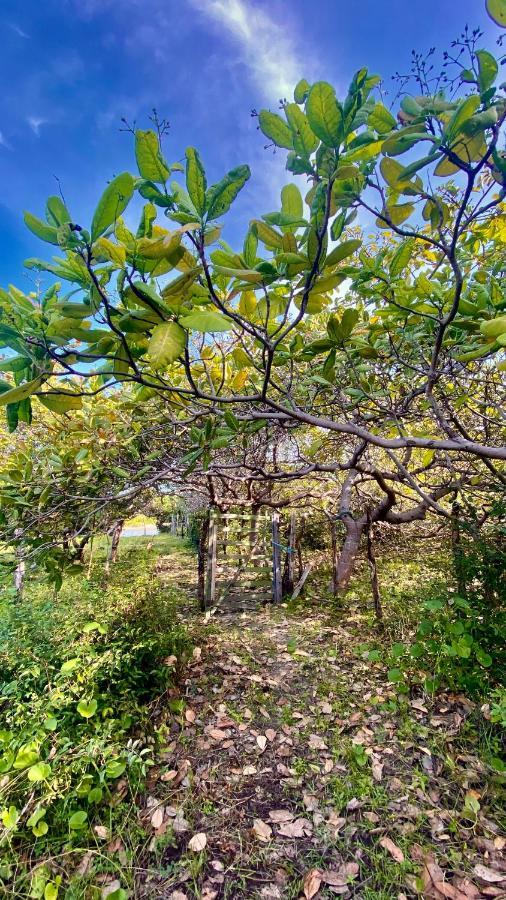 Morada Venturi Villa Atins Exterior foto